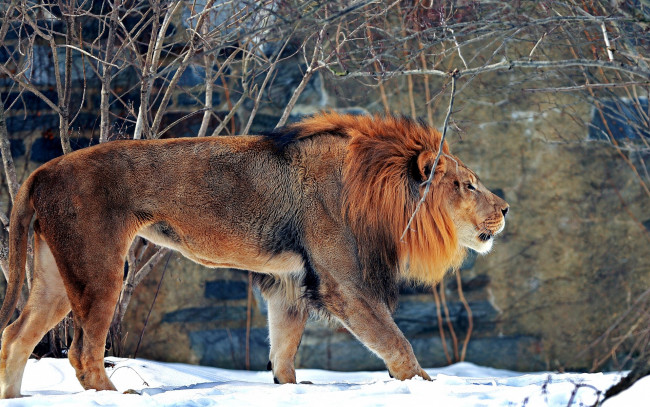 Обои картинки фото животные, львы, снег