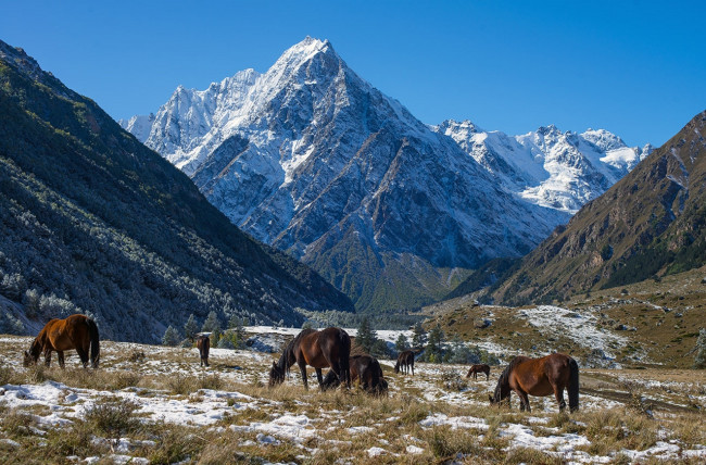 Обои картинки фото животные, лошади, чегемское, ущелье, хасан, журтов, горы, тихтенген, снег