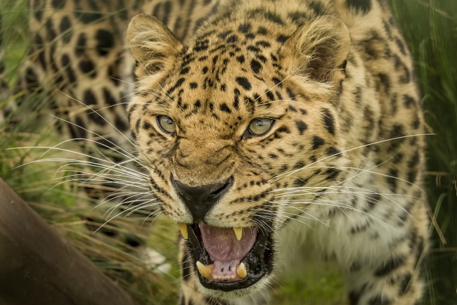 Обои картинки фото amur leopard, животные, леопарды, хищник