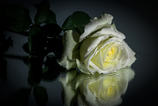 Обои картинки фото цветы, розы, капли, роза, отражение, белая