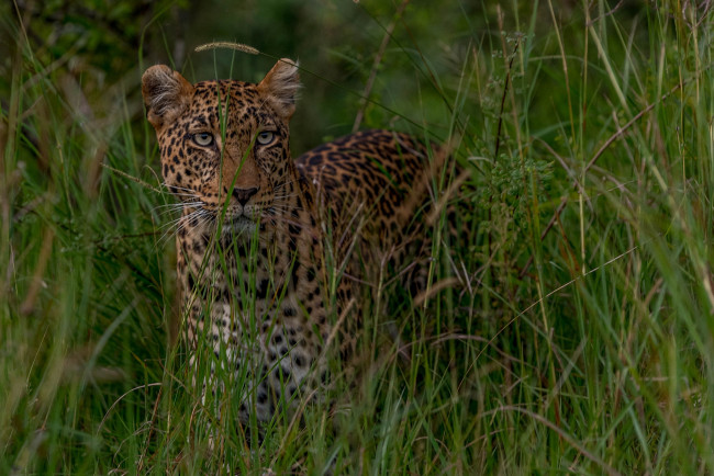 Обои картинки фото leopard prowl, животные, леопарды, хищник