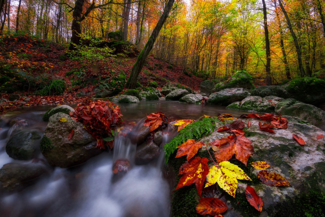 Обои картинки фото природа, реки, озера, камни, пейзаж, течение, осень, лес, деревья, листья, ручей