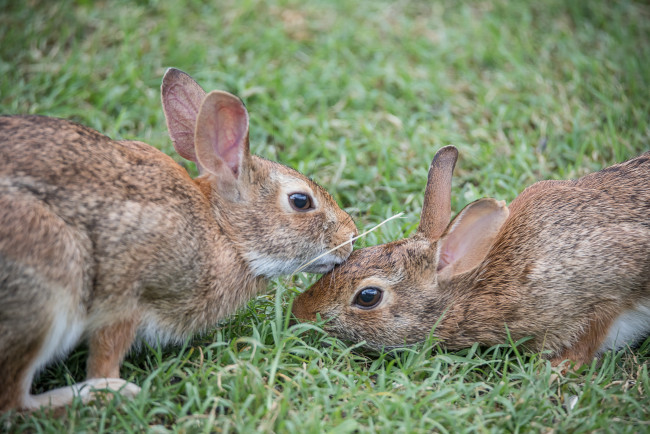 Обои картинки фото животные, кролики,  зайцы, трава, пара