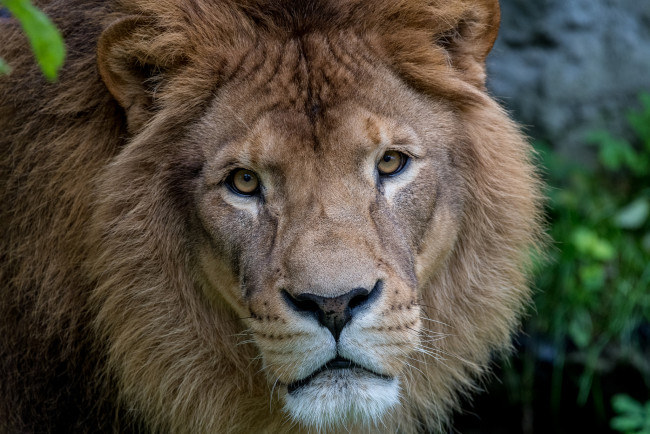 Обои картинки фото животные, львы, животное, взгляд, морда, лев