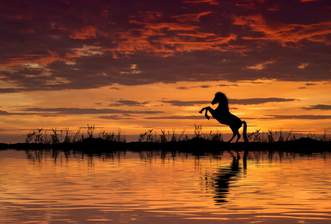 Обои картинки фото животные, лошади, закат, лошадь, вода, конь