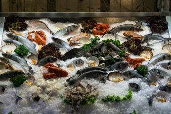 обоя еда, рыба,  морепродукты,  суши,  роллы, лед, морепродукты, свежие, ассорти