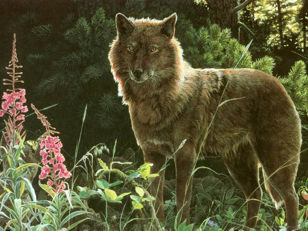 Обои картинки фото рисованные, животные, волки