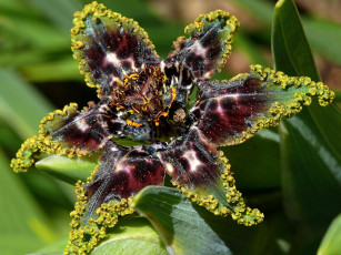 Картинка ferraria цветы необычный цветок