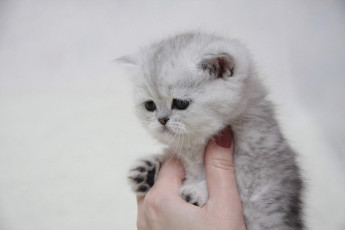 Картинка животные коты котенок рука