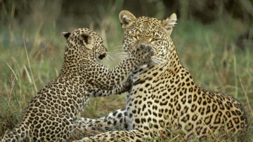 Картинка животные леопарды пощёчина