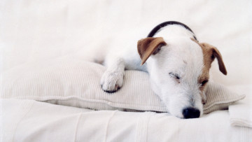 Картинка животные собаки сон