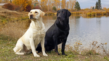 Картинка животные собаки вода друзья