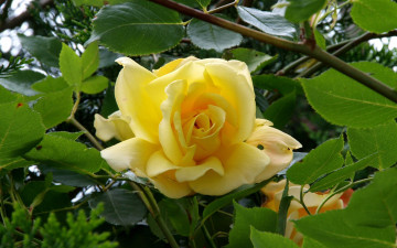 Картинка цветы розы чайная роза