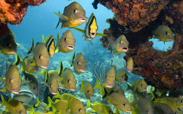 Картинка животные рыбы porkfish