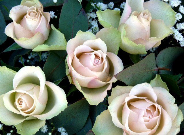 Обои картинки фото цветы, розы, бледно-розовый