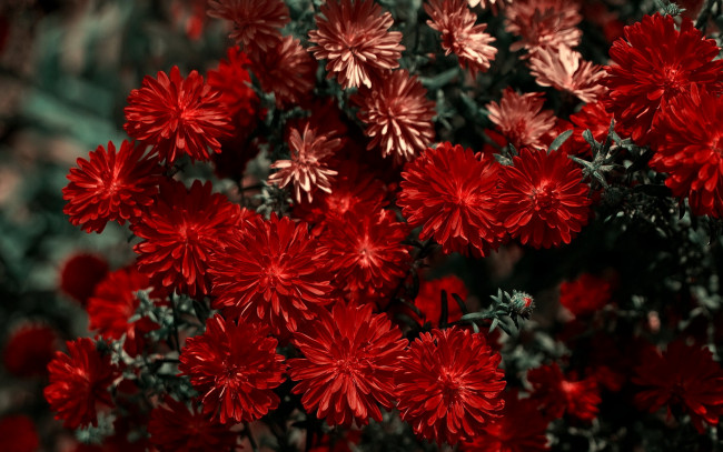 Обои картинки фото цветы, хризантемы, красные, много