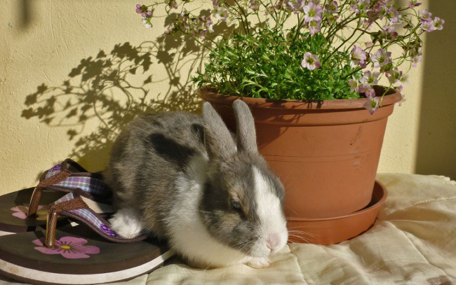 Обои картинки фото животные, кролики, зайцы, вазон, цветок