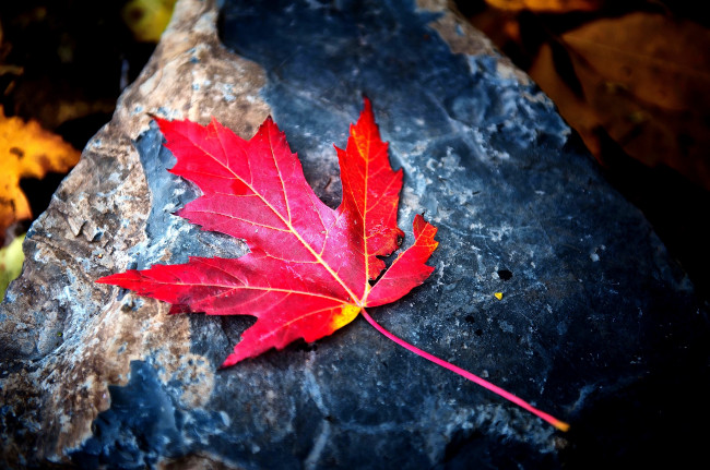 Обои картинки фото природа, листья, камень, клен, красный, листок