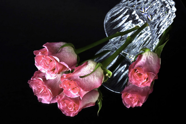 Обои картинки фото цветы, розы, стакан, розовый, отражение