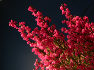 Картинка цветы вереск эрики розовый