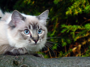 Картинка животные коты зелень ветка голубые глаза кошка