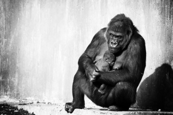 Картинка животные обезьяны горилла детёныш материнство