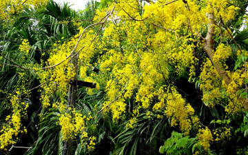 Картинка цветы цветущие деревья кустарники желтый весна куст