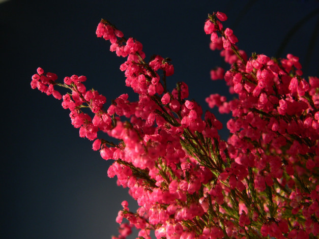 Обои картинки фото цветы, вереск, эрики, розовый