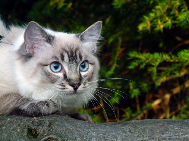 Обои картинки фото животные, коты, зелень, ветка, голубые, глаза, кошка