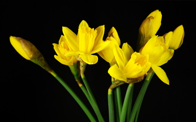 Обои картинки фото цветы, нарциссы, желтый