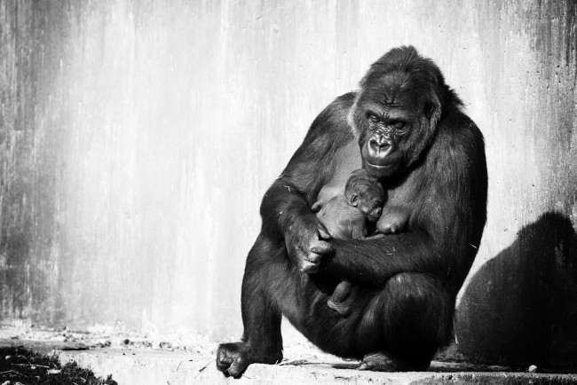 Обои картинки фото животные, обезьяны, горилла, детёныш, материнство