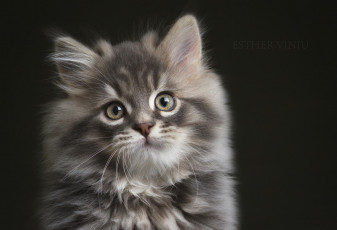 Картинка животные коты взгляд коте киса усы ушки портрет тёмный фон