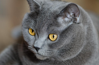 Картинка животные коты серый кот голова