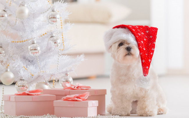 Обои картинки фото животные, собаки, белый, собака, кучерявый, праздник, щенок, новый, год, рождество, подарки, ёлка, шапка, комната