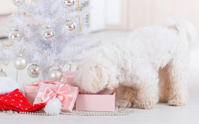 Обои картинки фото животные, собаки, dog, new, year, праздник, рождество, новый, год, собака, christmas