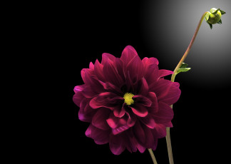 Картинка цветы георгины черный фон георгина бутон