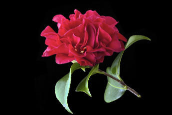 Картинка цветы камелии цветок фон камелия красный