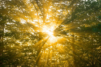 Картинка природа лес свет лето лучи солнце