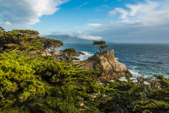 Картинка природа побережье деревья море скалы