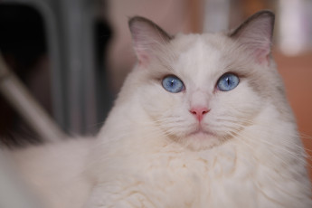 Картинка животные коты портрет взгляд голубые глаза красава мордочка кошка рэгдолл