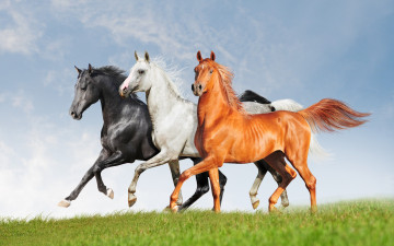 Картинка животные лошади черный рыжий белый три тройка кони ряд трава небо поле красавцы