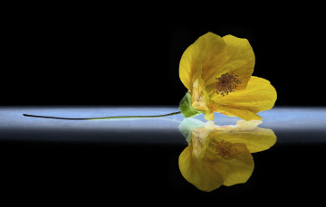 Картинка цветы гибискусы фон отражение цветок жёлтый