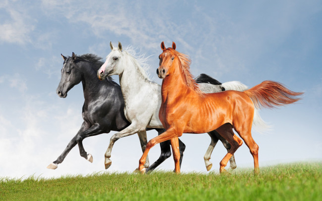 Обои картинки фото животные, лошади, черный, рыжий, белый, три, тройка, кони, ряд, трава, небо, поле, красавцы