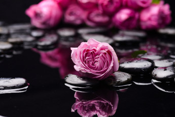 Картинка цветы розы камни вода бутоны