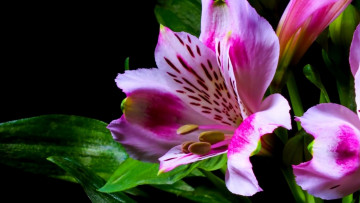Картинка цветы альстромерия бутоны макро