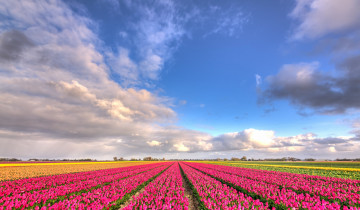 Картинка цветы тюльпаны поле природа облака голубое небо