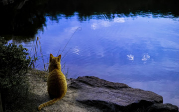 Картинка животные коты водоем