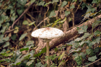 Картинка природа грибы гриб-зонтик
