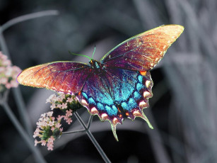 Картинка животные бабочки +мотыльки +моли бабочка цветок