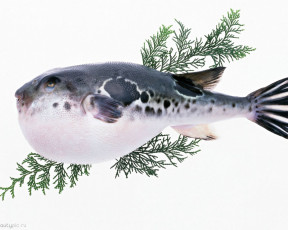 Картинка морепродукты еда рыба суши роллы